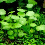 香菇草-缩略图-2