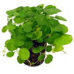 香菇草-缩略图-3