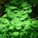 香菇草-缩略图-4