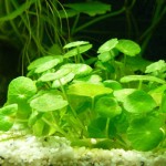 香菇草-缩略图-6