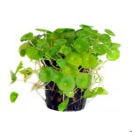 香菇草-缩略图-7