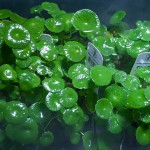 香菇草-缩略图-8