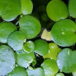 苹果萍-缩略图-1