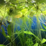 苹果萍-缩略图-3