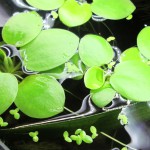 苹果萍-缩略图-4