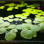 苹果萍-缩略图-5