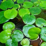 苹果萍-缩略图-8