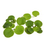 苹果萍-缩略图-9