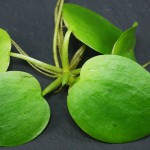 苹果萍-缩略图-10