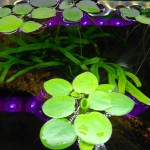 苹果萍-缩略图-11