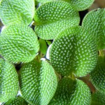 肚兜萍-缩略图-2