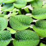 肚兜萍-缩略图-3