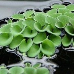 肚兜萍-缩略图-4