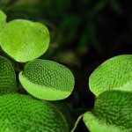 肚兜萍-缩略图-5