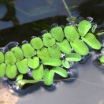 槐叶苹-缩略图-1