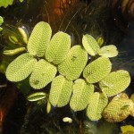 槐叶苹-缩略图-2