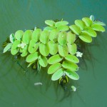 槐叶苹-缩略图-3