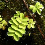 槐叶苹-缩略图-4