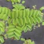 槐叶苹-缩略图-5