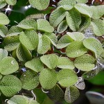 槐叶苹-缩略图-6