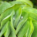 槐叶苹-缩略图-7