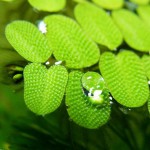 槐叶苹-缩略图-8