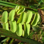 槐叶苹-缩略图-10