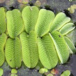 槐叶苹-缩略图-11