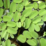 槐叶苹-缩略图-12