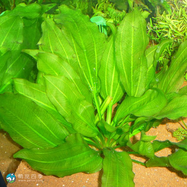 阔比克皇冠草-1