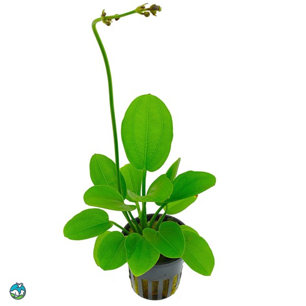 阔比克皇冠草-2