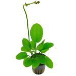 阔比克皇冠草-缩略图-2