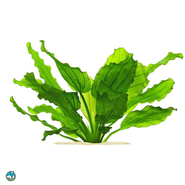 阔比克皇冠草-3