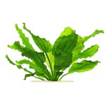 阔比克皇冠草-缩略图-3