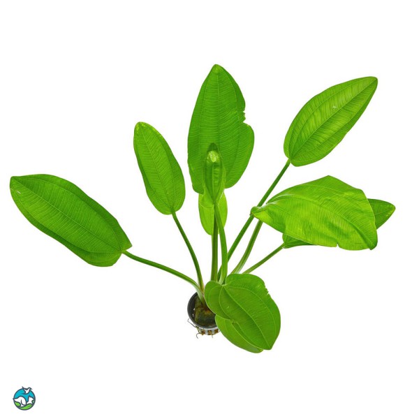 阔比克皇冠草-4