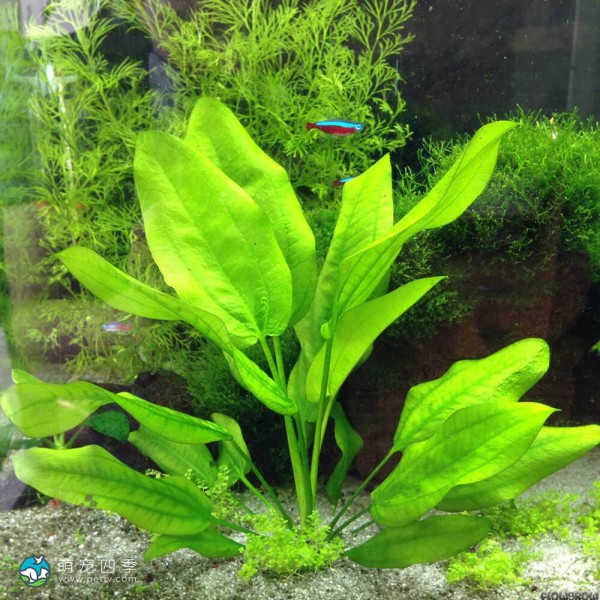 阔比克皇冠草-5