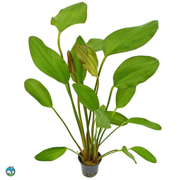 阔比克皇冠草-6