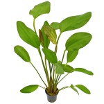 阔比克皇冠草-缩略图-6