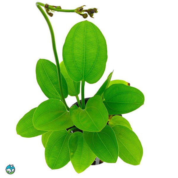 阔比克皇冠草-7