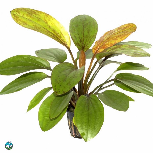 阔比克皇冠草-8