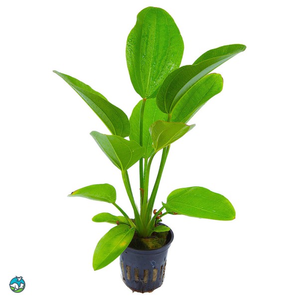 阔比克皇冠草-9