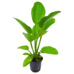 阔比克皇冠草-缩略图-9