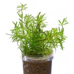 大宝塔-缩略图-1