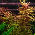 大宝塔-缩略图-2