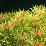 大宝塔-缩略图-3