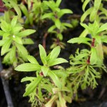 大宝塔-缩略图-4