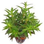 大宝塔-缩略图-6