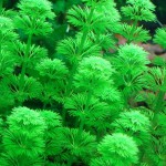 小宝塔-缩略图-1