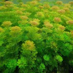 小宝塔-缩略图-6