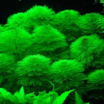 小宝塔-缩略图-7